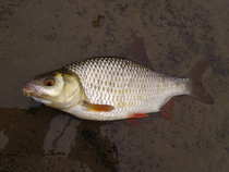 foto/diskuze/z_lovu/2012/th-img50005.jpg