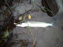 foto/diskuze/z_lovu/2012/th-img50023.jpg