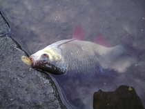 foto/diskuze/z_lovu/2012/th-img50024.jpg