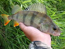 foto/diskuze/z_lovu/2012/th-img50057.jpg