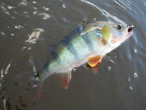 foto/diskuze/z_lovu/2012/th-img50060.jpg