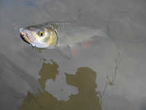 foto/diskuze/z_lovu/2012/th-img50068.jpg