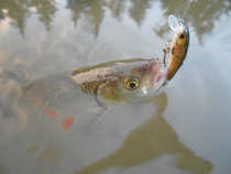 foto/diskuze/z_lovu/2012/th-img50070.jpg