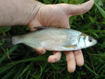 foto/diskuze/z_lovu/2012/th-img50093.jpg