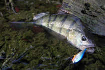 foto/diskuze/z_lovu/2012/th-img50095.jpg
