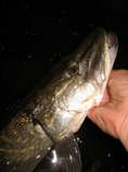 foto/diskuze/z_lovu/2012/th-img50105.jpg
