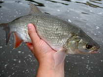 foto/diskuze/z_lovu/2012/th-img50121.jpg
