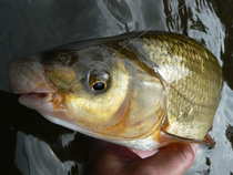 foto/diskuze/z_lovu/2012/th-img50131.jpg