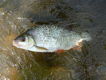 foto/diskuze/z_lovu/2012/th-img50132.jpg