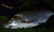 foto/diskuze/z_lovu/2012/th-img50141.jpg