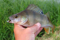 foto/diskuze/z_lovu/2012/th-img50143.jpg