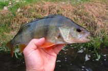foto/diskuze/z_lovu/2012/th-img50144.jpg