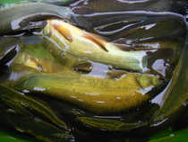 foto/diskuze/z_lovu/2012/th-img50148.jpg