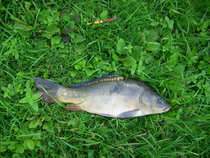 foto/diskuze/z_lovu/2012/th-img50153.jpg