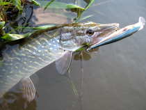 foto/diskuze/z_lovu/2012/th-img50157.jpg