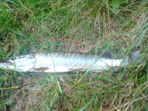 foto/diskuze/z_lovu/2012/th-img50164.jpg