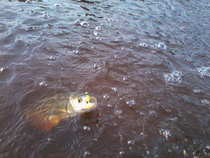 foto/diskuze/z_lovu/2012/th-img50176.jpg