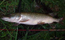 foto/diskuze/z_lovu/2012/th-img50188.jpg
