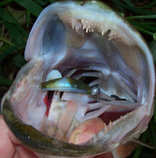 foto/diskuze/z_lovu/2012/th-img50189.jpg