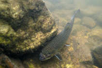 foto/diskuze/z_lovu/2012/th-img50221.jpg