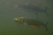 foto/diskuze/z_lovu/2012/th-img50223.jpg