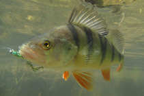 foto/diskuze/z_lovu/2012/th-img50224.jpg