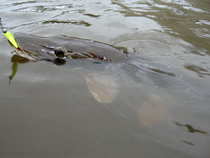 foto/diskuze/z_lovu/2012/th-img50237.jpg