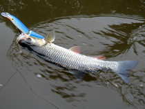 foto/diskuze/z_lovu/2012/th-img50239.jpg