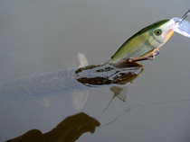 foto/diskuze/z_lovu/2012/th-img50240.jpg