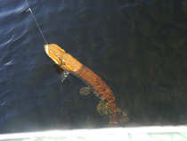 foto/diskuze/z_lovu/2012/th-img50257.jpg