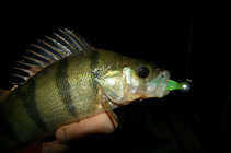 foto/diskuze/z_lovu/2012/th-img50291.jpg