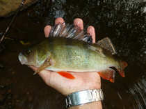 foto/diskuze/z_lovu/2012/th-img50304.jpg