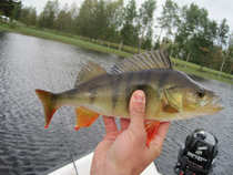 foto/diskuze/z_lovu/2012/th-img50323.jpg