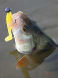 foto/diskuze/z_lovu/2012/th-img50349.jpg