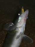 foto/diskuze/z_lovu/2012/th-img50350.jpg