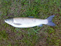 foto/diskuze/z_lovu/2012/th-img50355.jpg