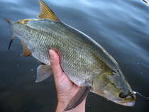 foto/diskuze/z_lovu/2012/th-img50366.jpg