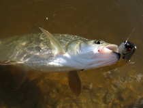 foto/diskuze/z_lovu/2012/th-img50367.jpg