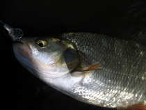 foto/diskuze/z_lovu/2012/th-img50368.jpg