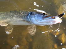 foto/diskuze/z_lovu/2012/th-img50369.jpg
