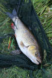 foto/diskuze/z_lovu/2012/th-img50370.jpg
