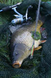 foto/diskuze/z_lovu/2012/th-img50372.jpg