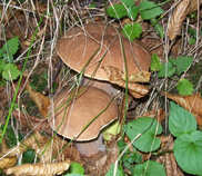 foto/diskuze/z_lovu/2012/th-img50397.jpg