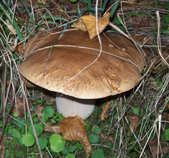 foto/diskuze/z_lovu/2012/th-img50398.jpg