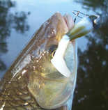 foto/diskuze/z_lovu/2012/th-img50414.jpg
