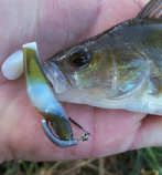 foto/diskuze/z_lovu/2012/th-img50415.jpg