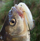 foto/diskuze/z_lovu/2012/th-img50416.jpg