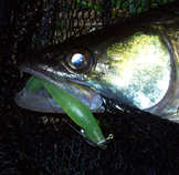 foto/diskuze/z_lovu/2012/th-img50418.jpg