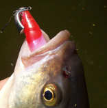 foto/diskuze/z_lovu/2012/th-img50419.jpg