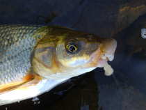 foto/diskuze/z_lovu/2012/th-img50421.jpg